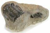 Detailed Hollardops Trilobite With Gerastos - Ofaten, Morocco #223715-9